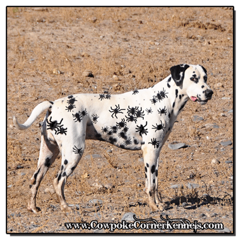 Dalmatian-Spider 0138