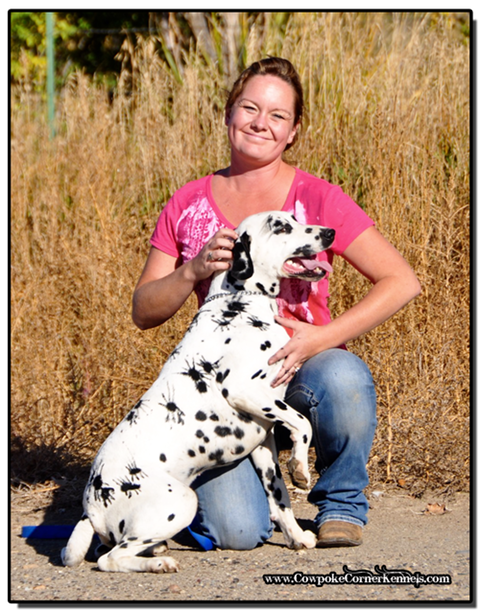 Dalmatian-Spider 0206