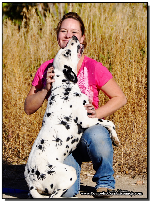 Dalmatian-spider 0227