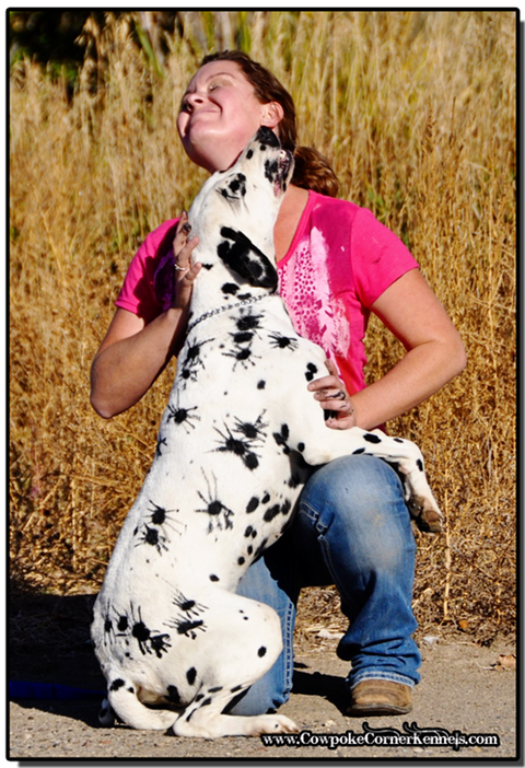 Dalmatian-spider 0229