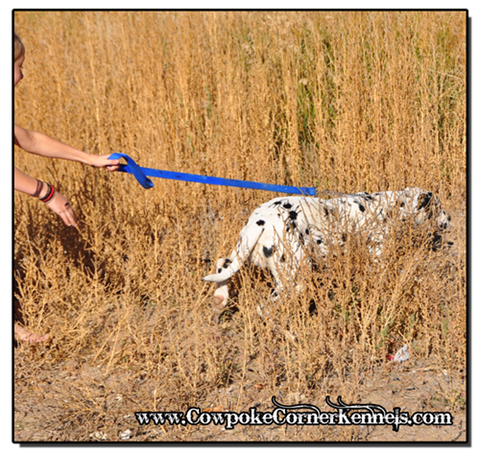 Dalmatian 0264