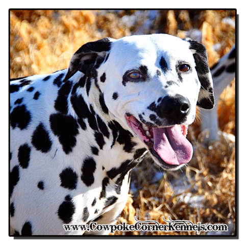 Dalmatian 0737