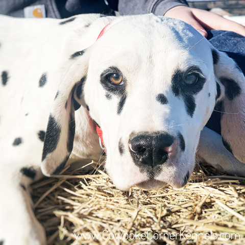 dalmatianDanandSis-7861