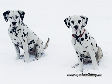 dalmatianDanandSis-8320