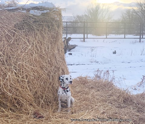 dalmatianDanandSis-8577