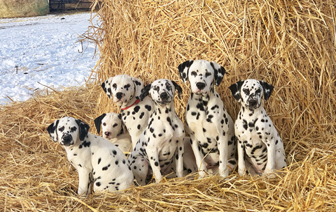 dalmatianDanandSis-8611