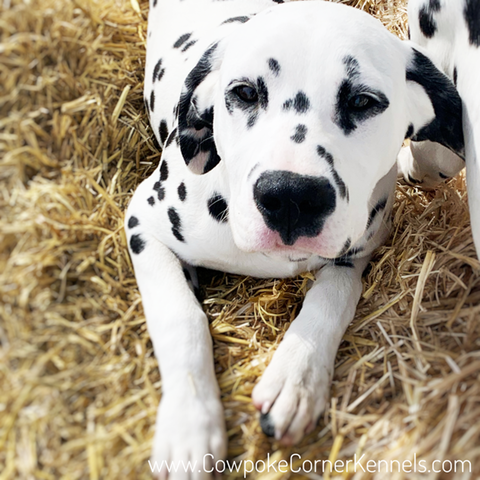 dalmatianDanandSis-8657