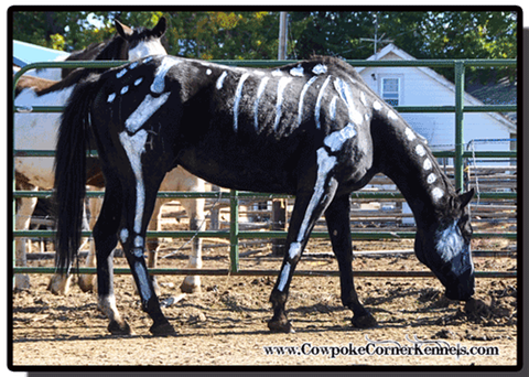 Diablo-the-haunted 0394