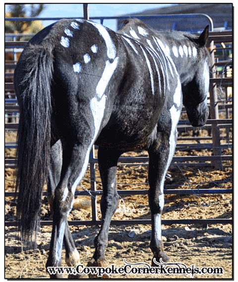 Diablo-the-haunted 0412