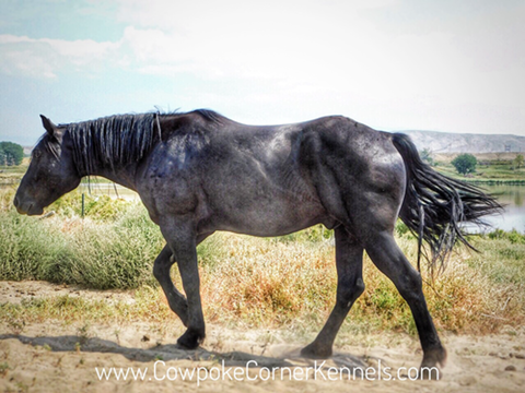 Dick-Gifford-Bucking-horse 8825