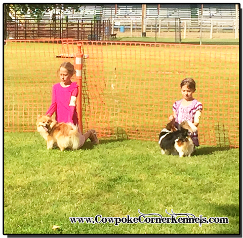 Dog-Show 1053