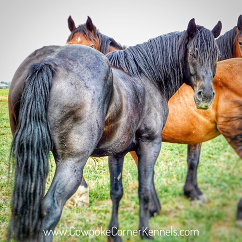 Empty-Shadows-Bucking-horse 8826