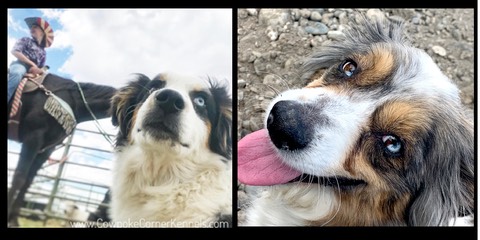 Fergus x Jewell