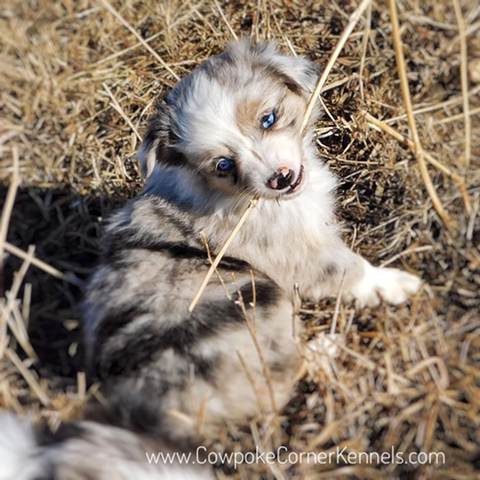 Finley-mini-aussie 6998