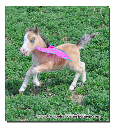 Flying-baby-mini-horse 0846