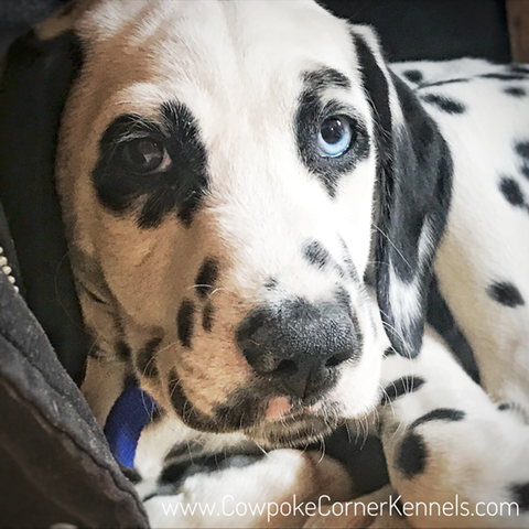 Freya-dalmatian-puppy-cowpoke-corner 2649