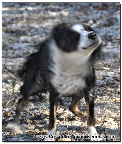 Gidget-toy-australian-shepherd 0417