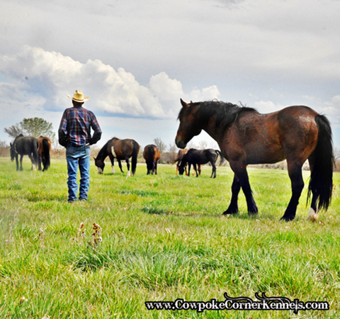 Gifford-and-Billy-checking-the-bucking-mares-together 0833