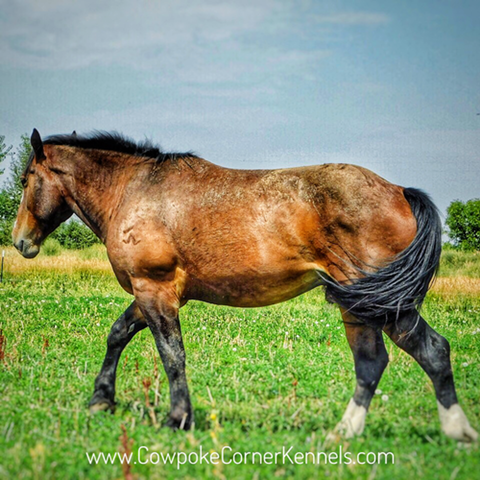 Gifford-bucking-horse 8821