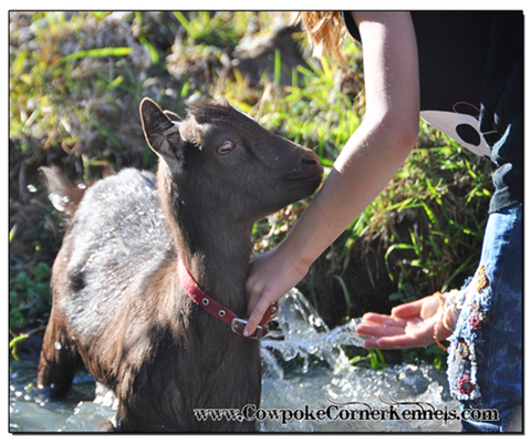 Goat-bath 0447