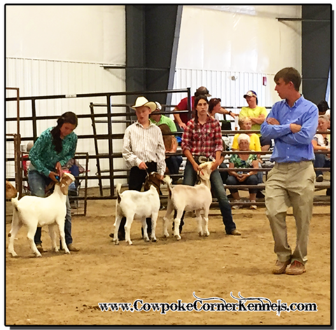 Goat-Show 1129