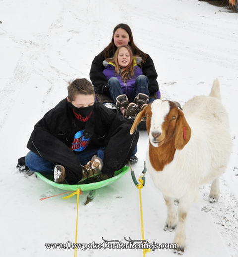 Goat-sledding 0292
