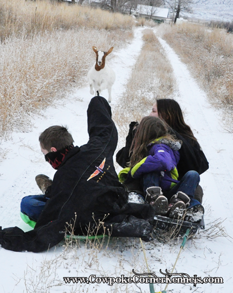 Goat-Sledding 0305