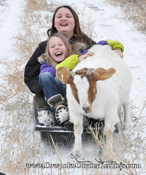 Goat-Sledding 0312