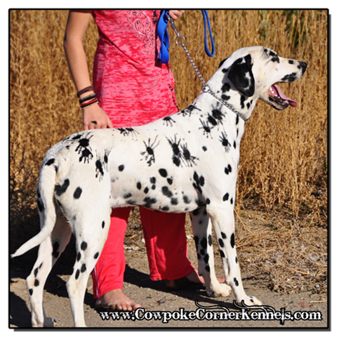 Halloween-Dalmatian-Spider 0252