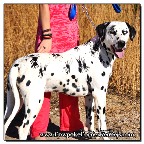 Halloween-Dalmatian-Spider 0249