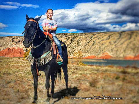 Horses-wyoming 8226