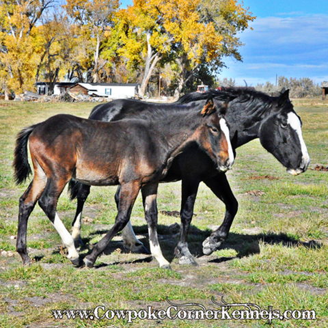 Kicking-mare-and-colt 0726