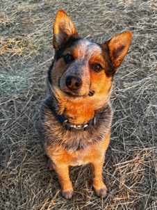 Lace-miniature heeler