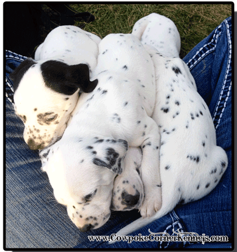 lap-full-of-dalmatians 5133