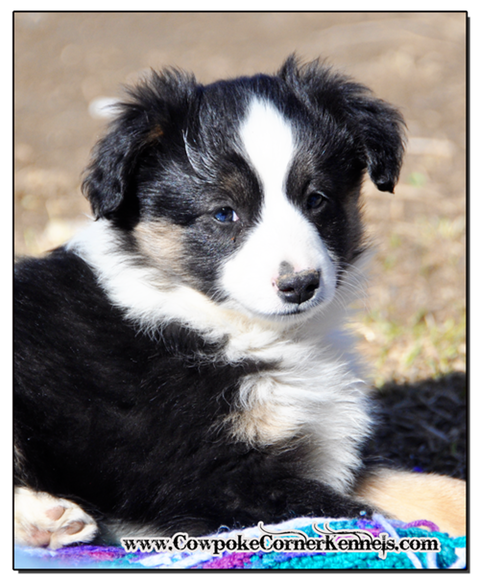 Loper-mini-aussie 0760