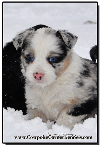 Mini-Aussie-Autmun 0403