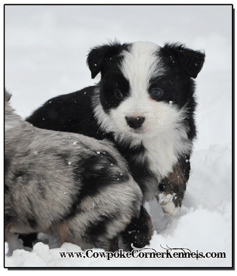 Mini-Aussie-Blackie 0423