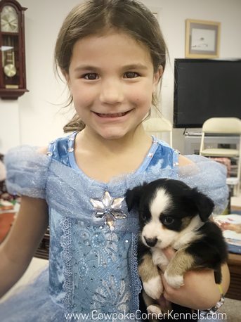 Mini aussie cowpoke corner 0591