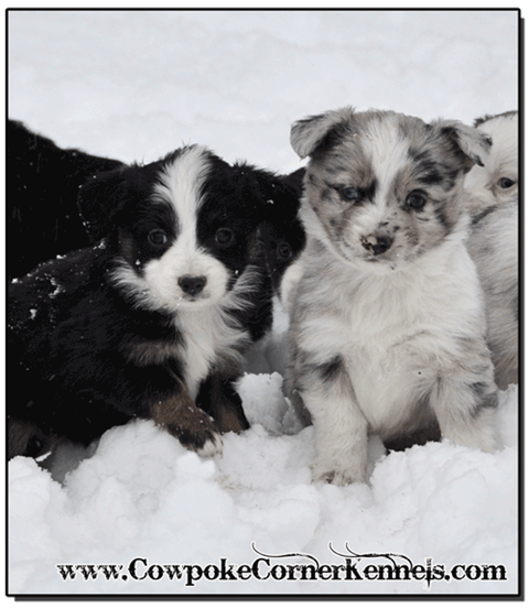 Mini-Aussie-female-pups 0460