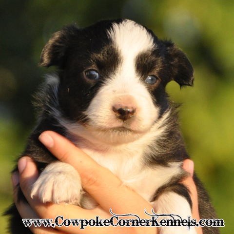 Mini Aussie Flurry 0320