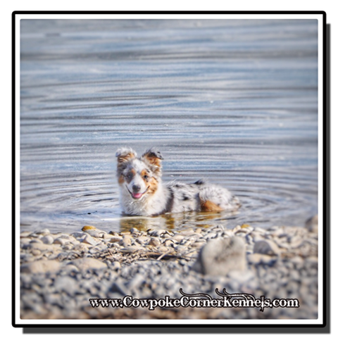 Mini-aussie-pup-on-the-beach