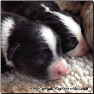 Mini-aussie-puppies