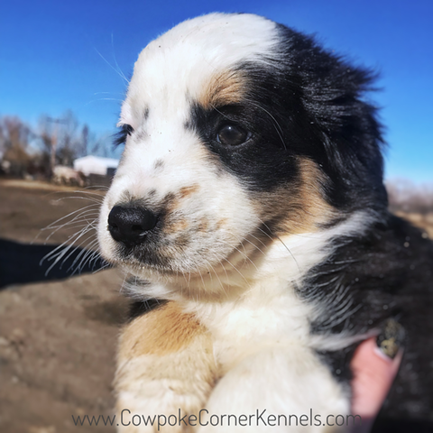 Mini aussie puppy 2276