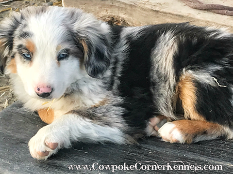 Mini-aussie-puppy 4894