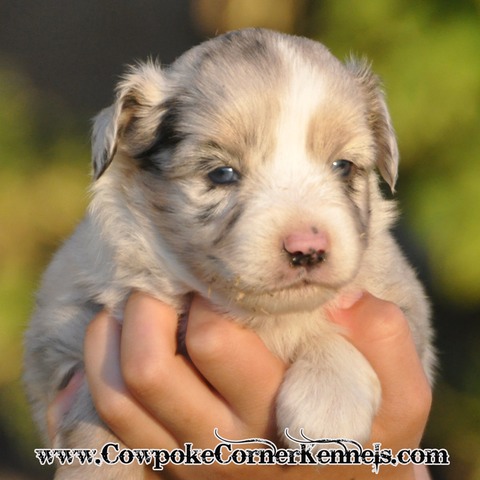 Mini Aussie Sprinkles 0340