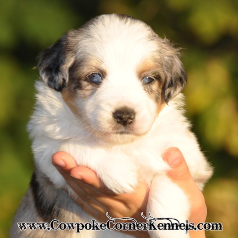 Mini Aussie Tundra 0282