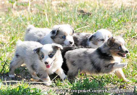 mini-aussie 0257