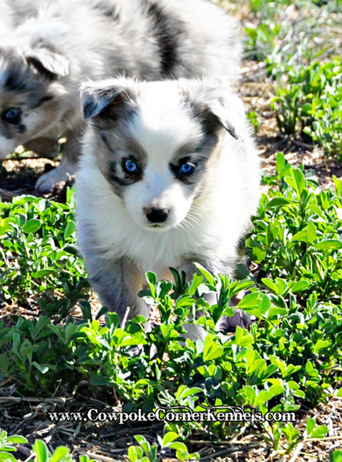 Mini-aussie 0282