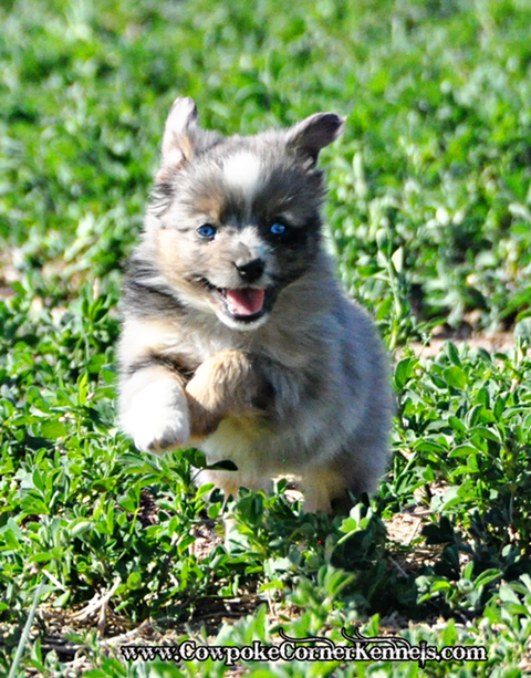 Mini-Aussie 0328