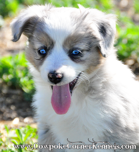 Mini-Aussie 0331